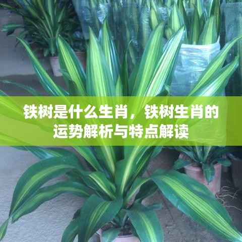 铁树生肖运势解析及特点解读,探寻铁树代表的生肖与运势秘密!