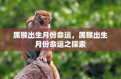 属猴出生月份命运解析，探索命运轨迹