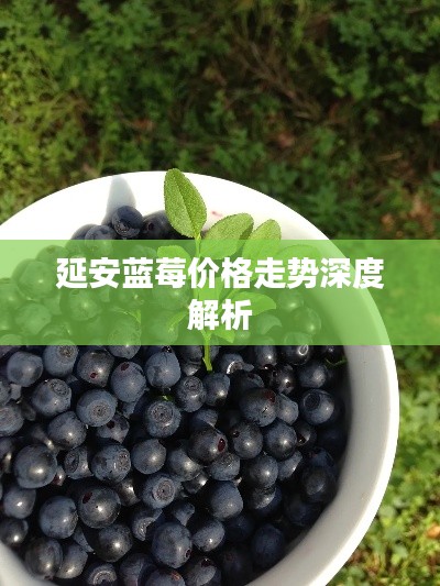延安蓝莓价格走势深度解析